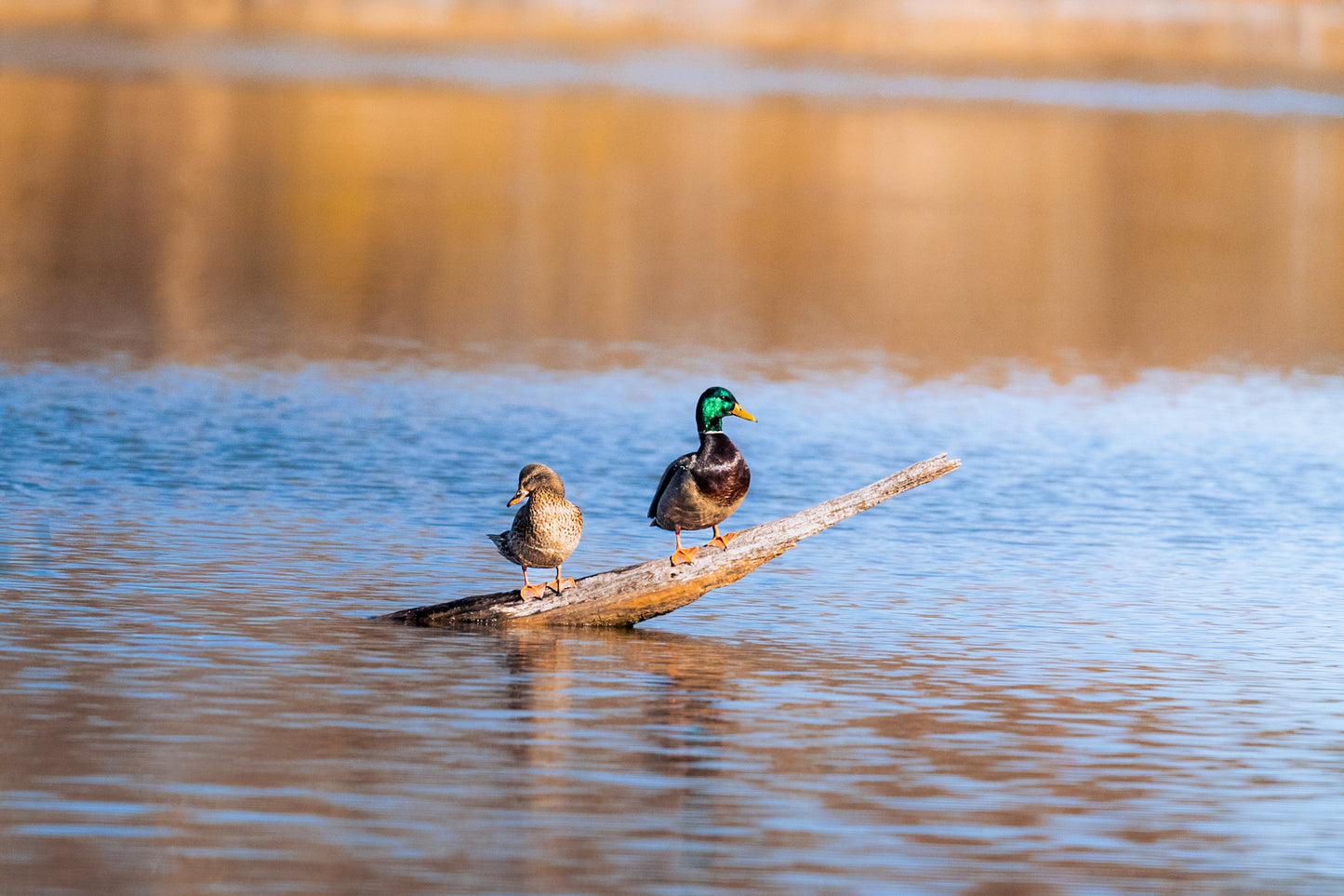 Mallard Duck Pair Digital Download
