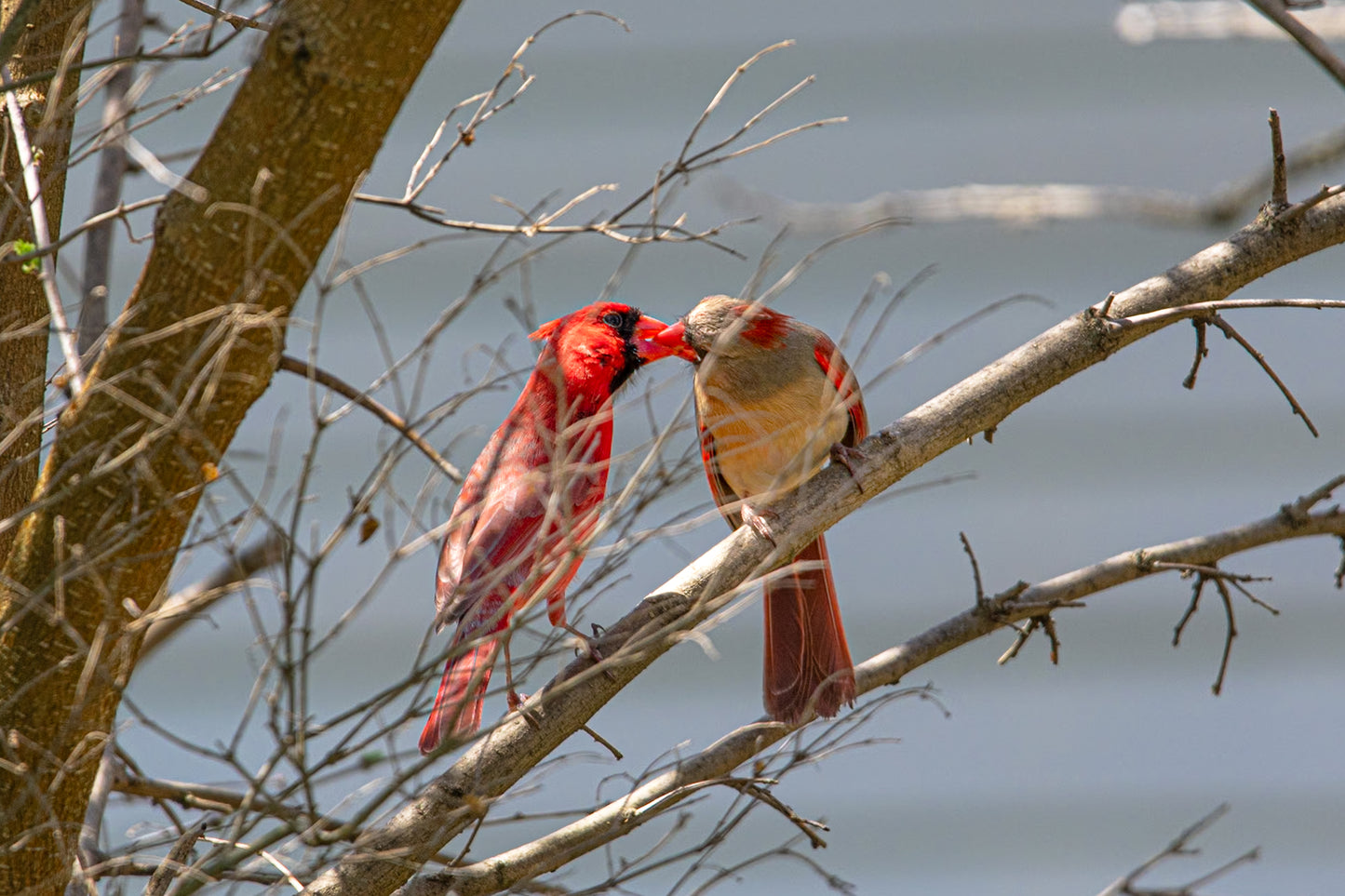 Cardinal Courtship