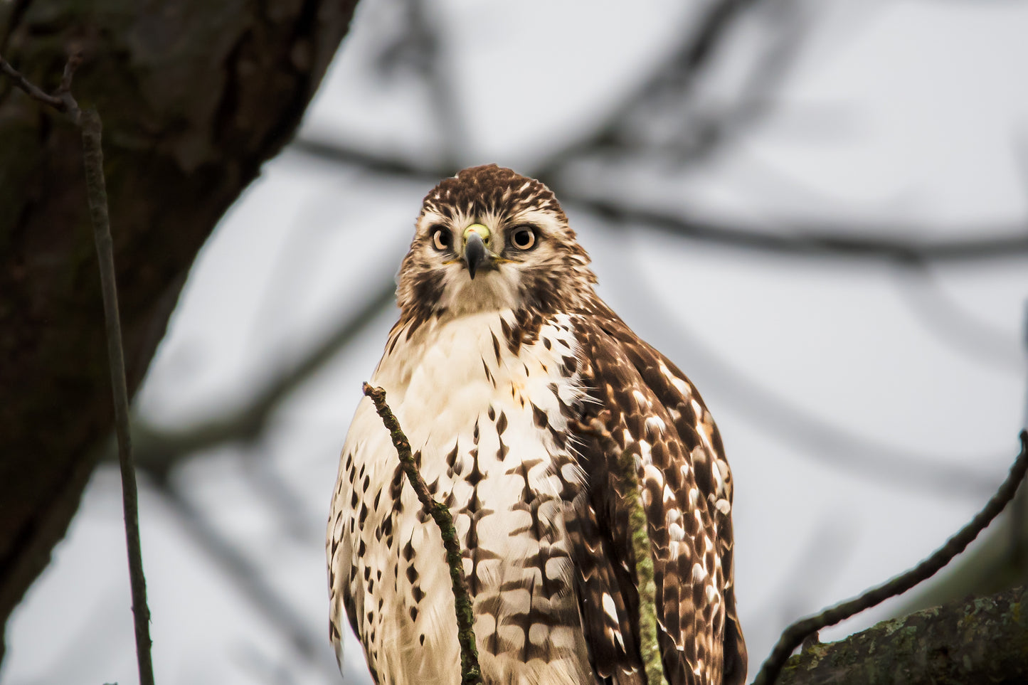 Red-Tailed Hawk