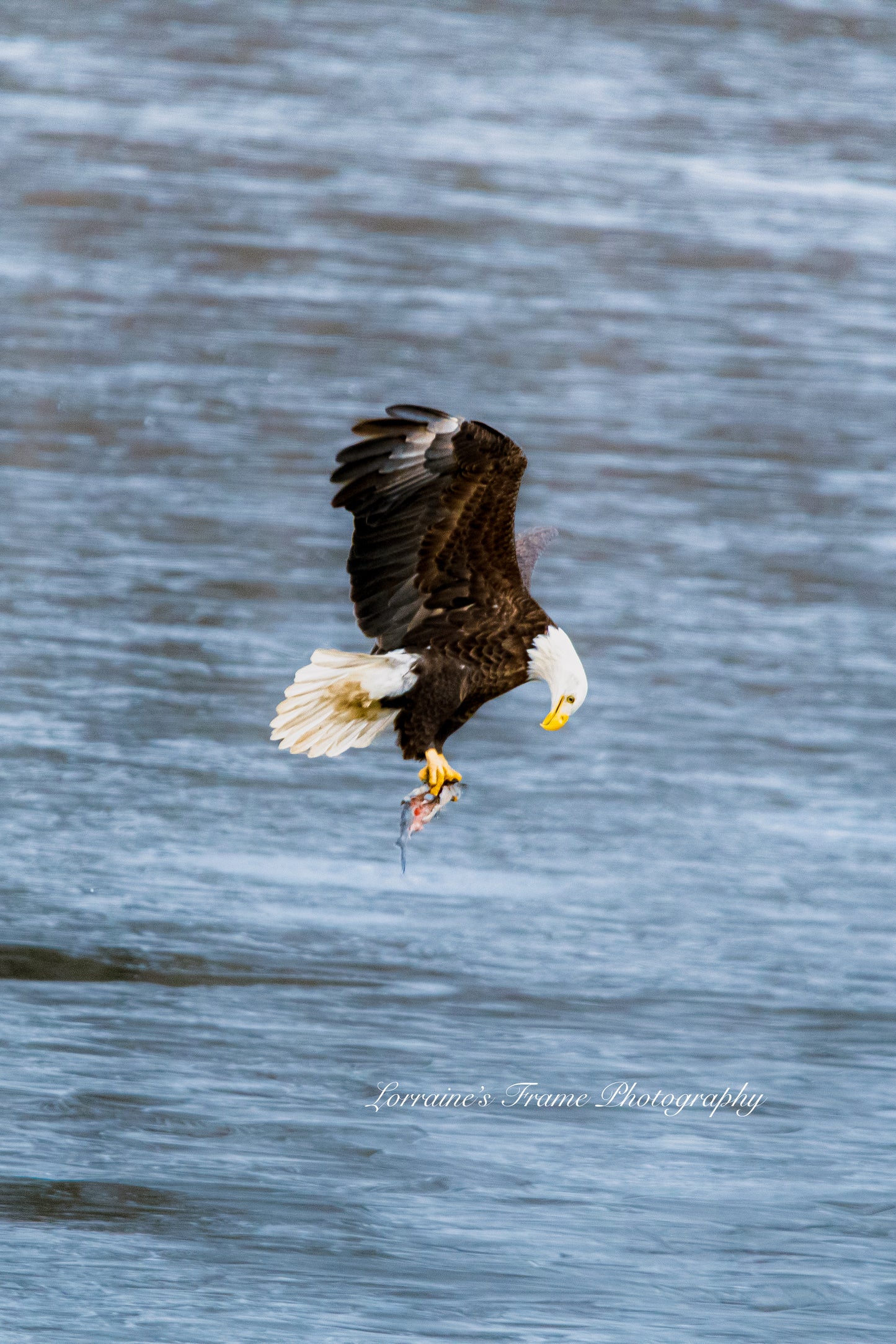 Eagle With Fish Digital Download